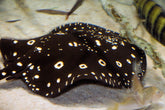 Potamotrygon leopoldi - Witgevlekte zoetwaterrog